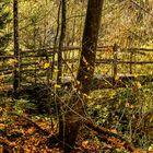 Die Brücke im Wald