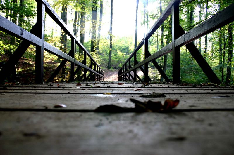 Die Brücke im Wald