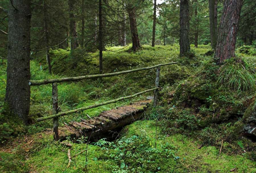 Die Brücke im Wald