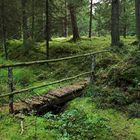 Die Brücke im Wald