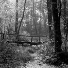 Die Brücke im Wald