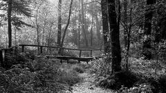 Die Brücke im Wald