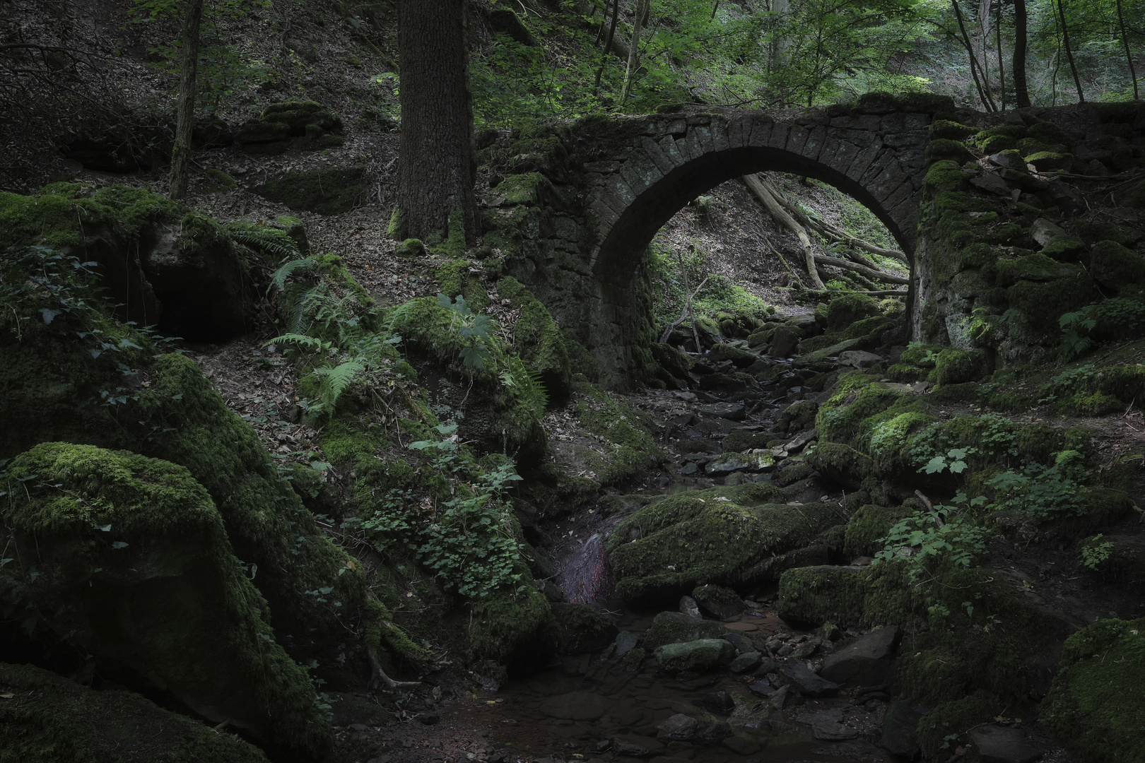 Die Brücke im Wald