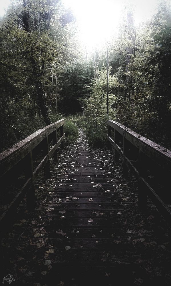 Die Brücke im Wald