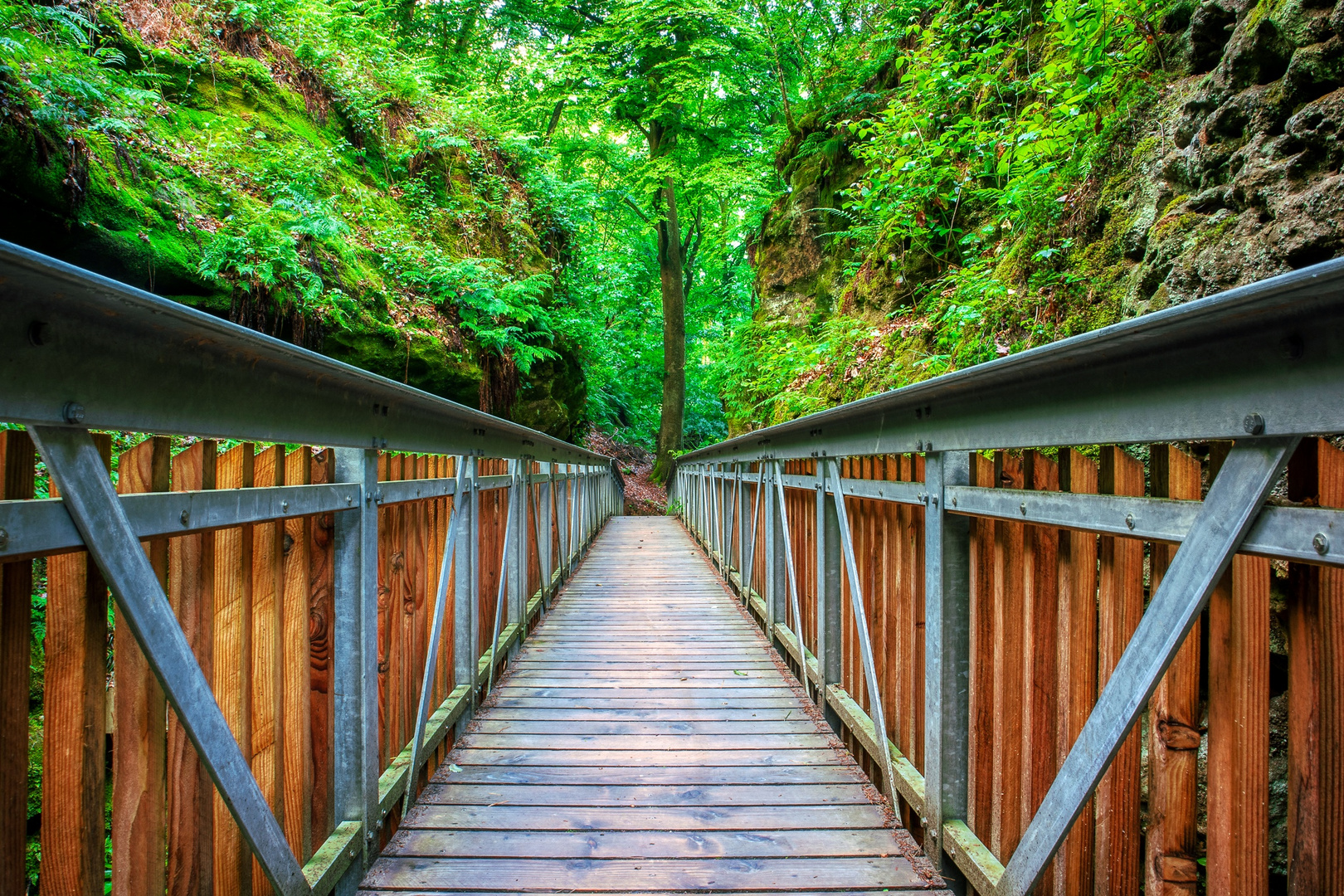 Die Brücke im Wald