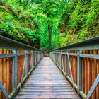 Die Brücke im Wald