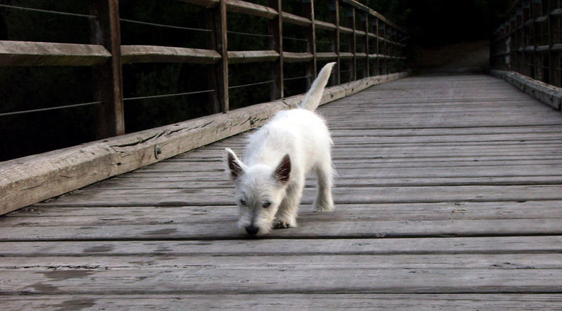 Die Brücke und Der kleine Hund..