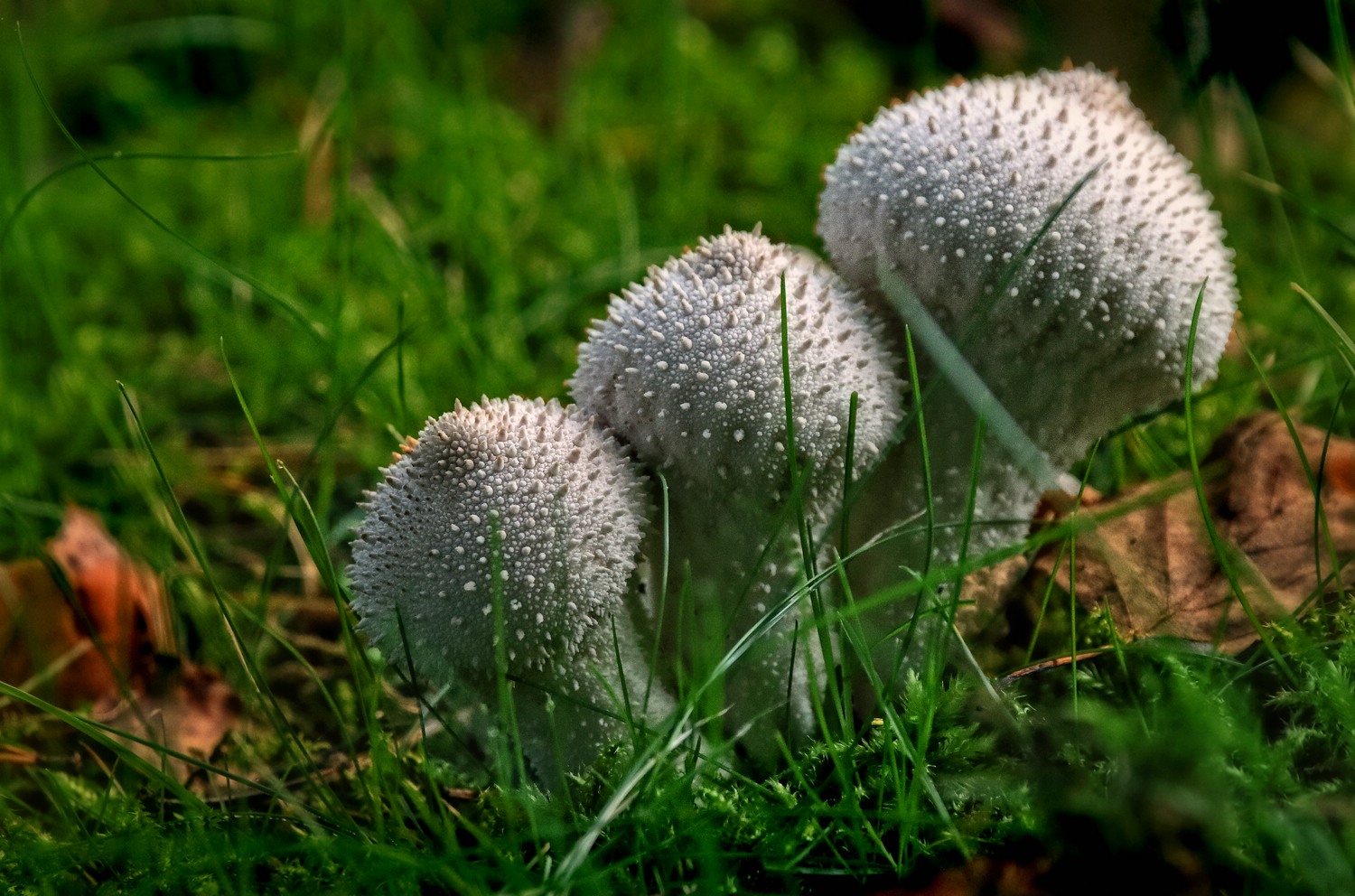 "DIE BRÜDER PILZ"