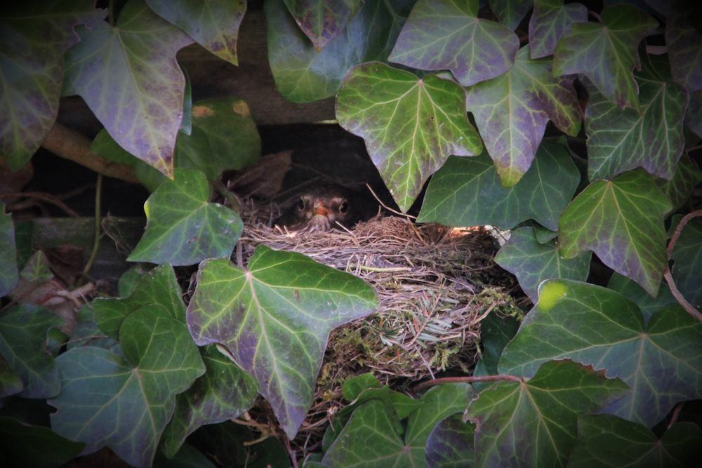 Die brütende Amsel