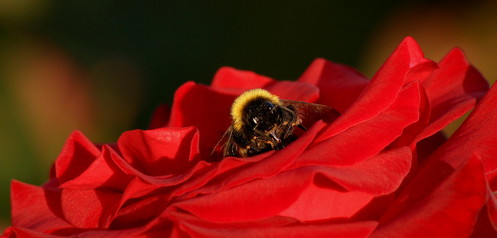 Die Brumm-Hummel