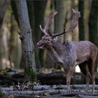 Die Brunft der Schaufler...