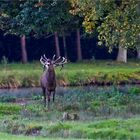 Die Brunft des Rotwilds ist im Gange