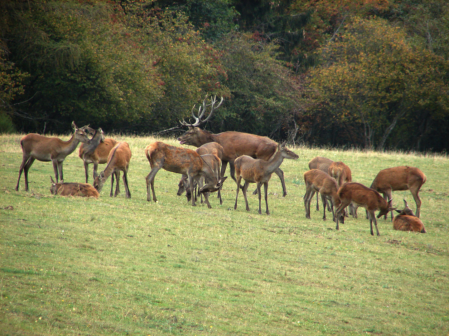 Die Brunft hat endlich begonnen. Der Hirsch hat ein kleines Rudel versammelt.