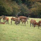 Die Brunft hat endlich begonnen. Der Hirsch hat ein kleines Rudel versammelt.