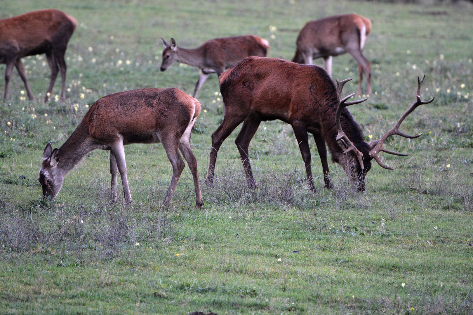 Die Brunft ist endgültig vorbei  -  Ruhe ist wieder eingekehrt