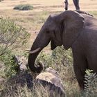 Die Brunft (musth) der Elefantenbullen ...