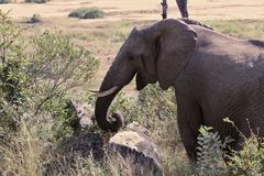 Die Brunft (musth) der Elefantenbullen ...