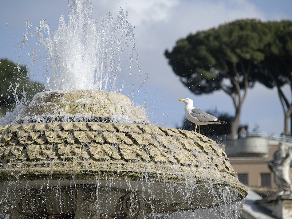 Die Brunnen auf dem Petersplatz sind nicht nur bei den Menschen beliebt.