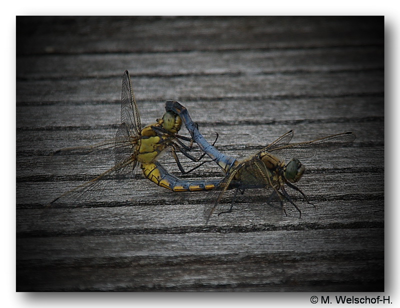 Die "brutale" Paarung der Libellen.......