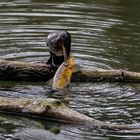 die brutale Schönheit der Natur