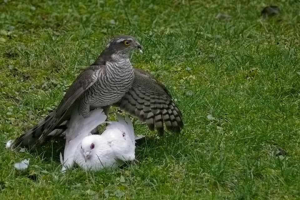 Die Brutalität der Natur...