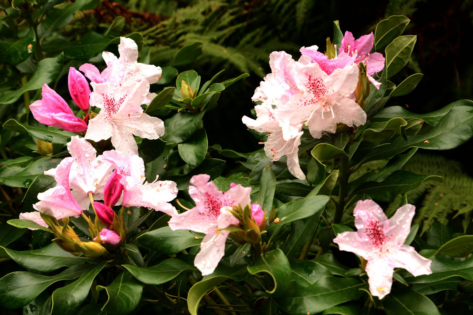 Die  Btüten des Rhododendron finde ich sehr hübsch