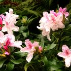 Die  Btüten des Rhododendron finde ich sehr hübsch