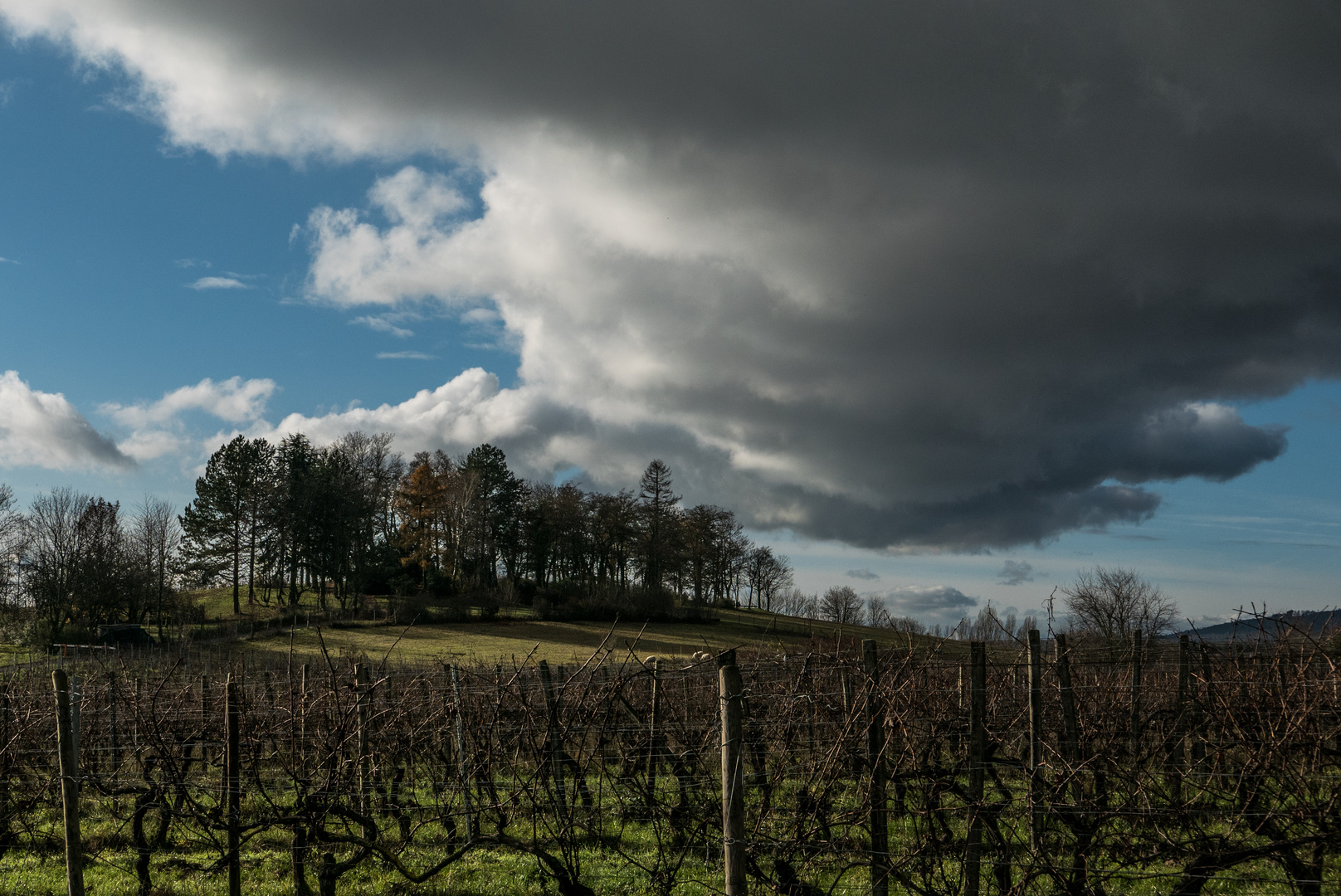 Die Bubenhäuser Höhe bei Rauenthal