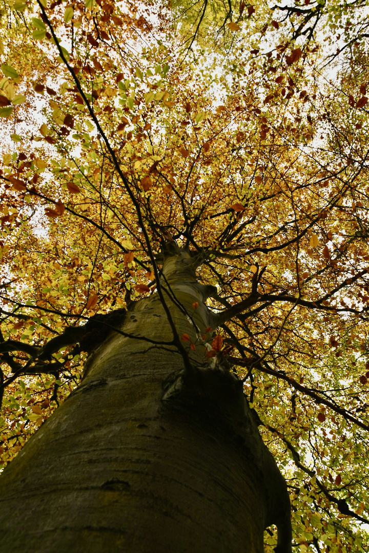 Die Buche im Herbst 