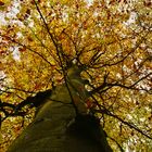 Die Buche im Herbst 