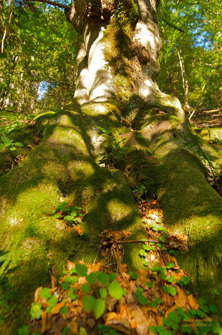 Die Buche im letzten Herbstlicht. Morgen kommt der Schnee