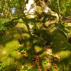 Die Buche im letzten Herbstlicht. Morgen kommt der Schnee