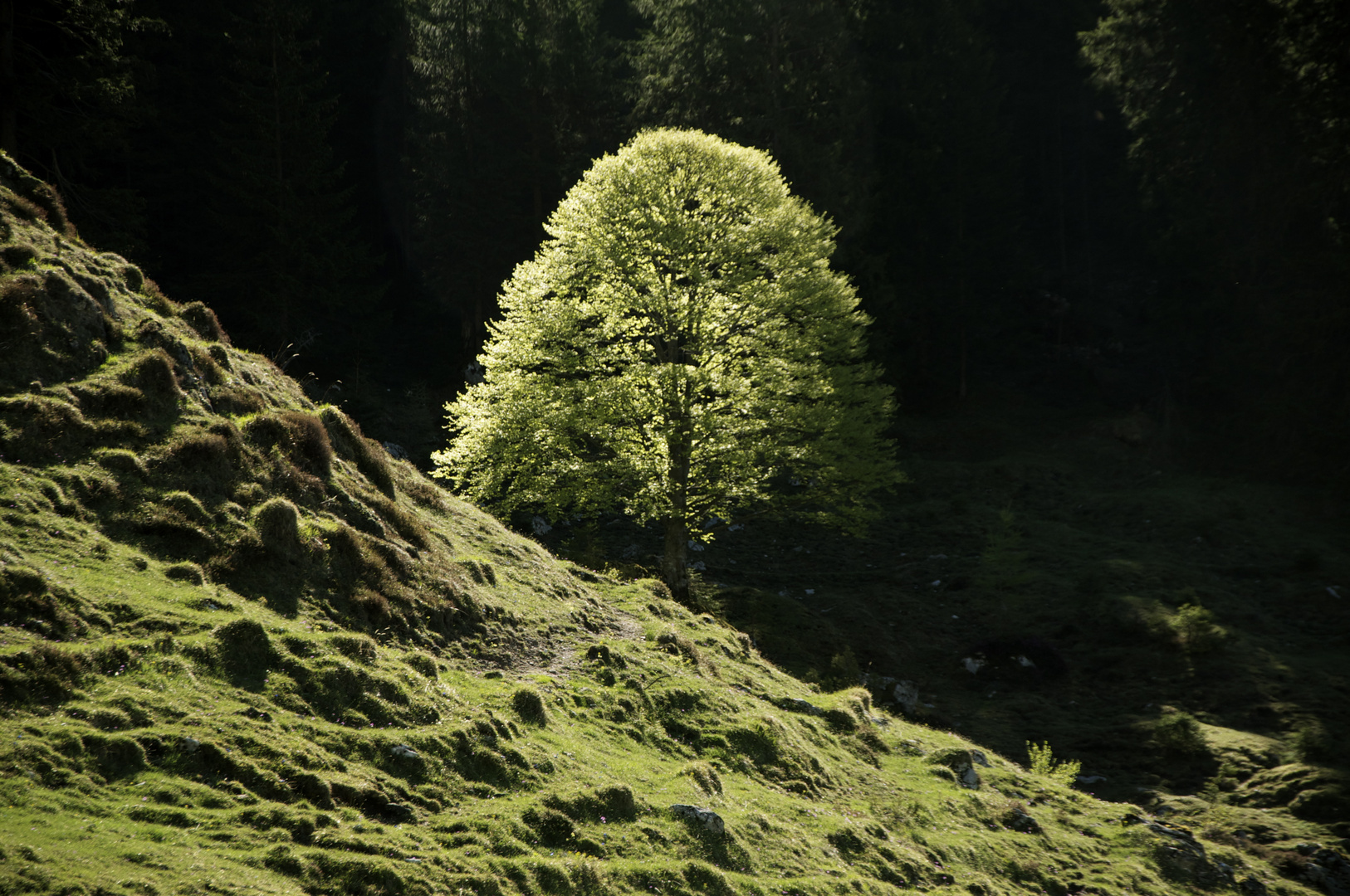 die Buche im richtigen Licht