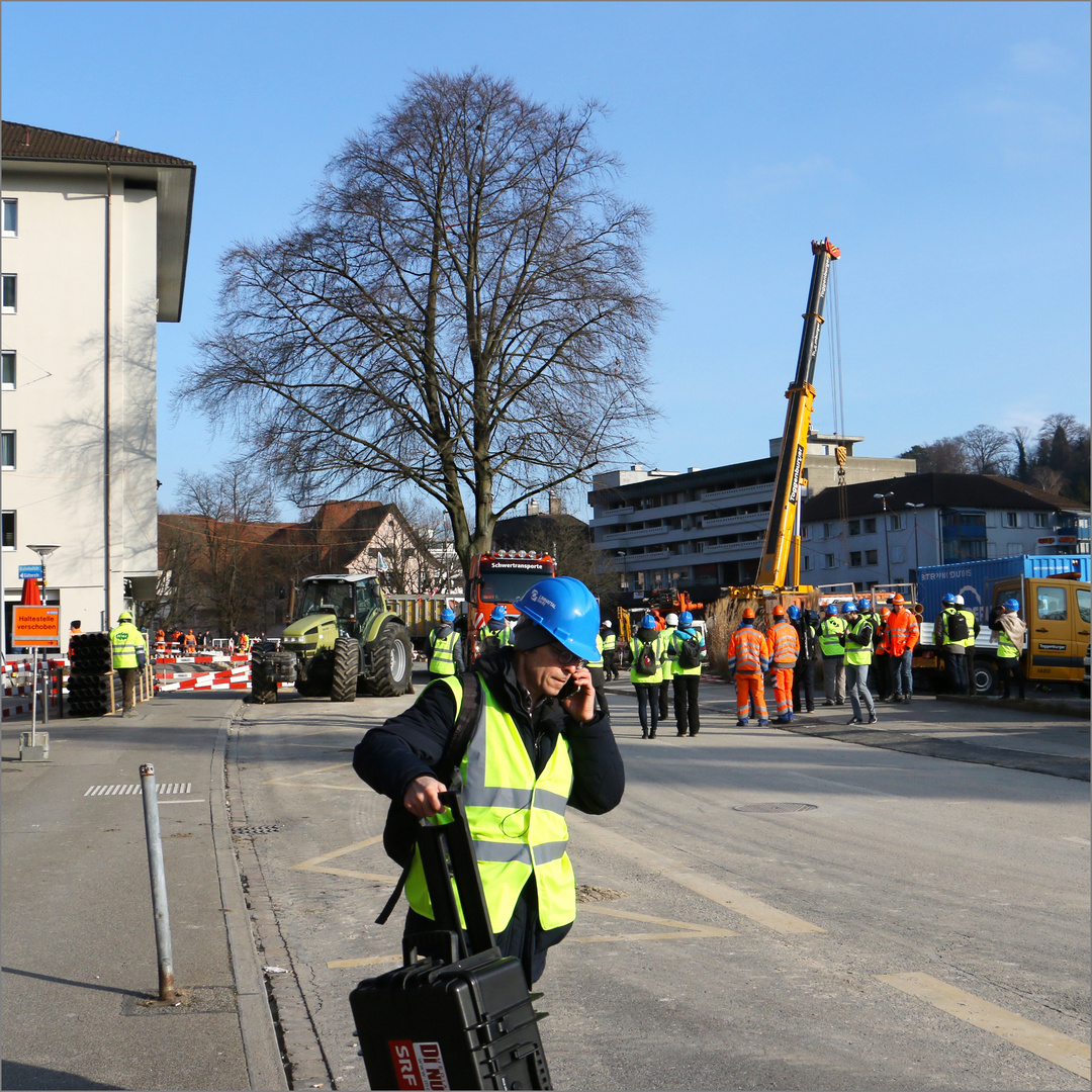 die Buche und das Fernsehen