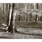 Die Buchen des Jasmund I