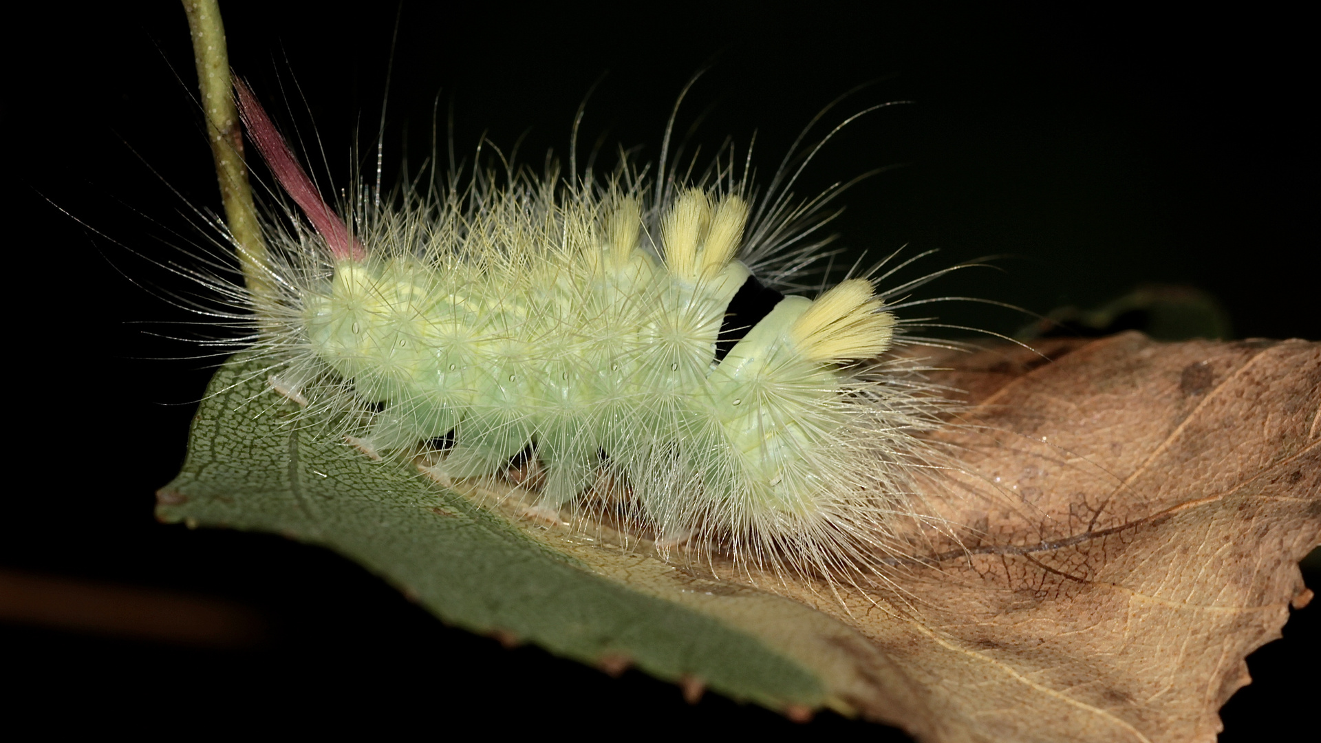 Die (Buchen-)Streckfuß- oder Rotschwanz-Raupe ( Calliteara pudibunda) ...