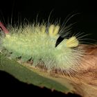 Die (Buchen-)Streckfuß- oder Rotschwanz-Raupe ( Calliteara pudibunda) ...