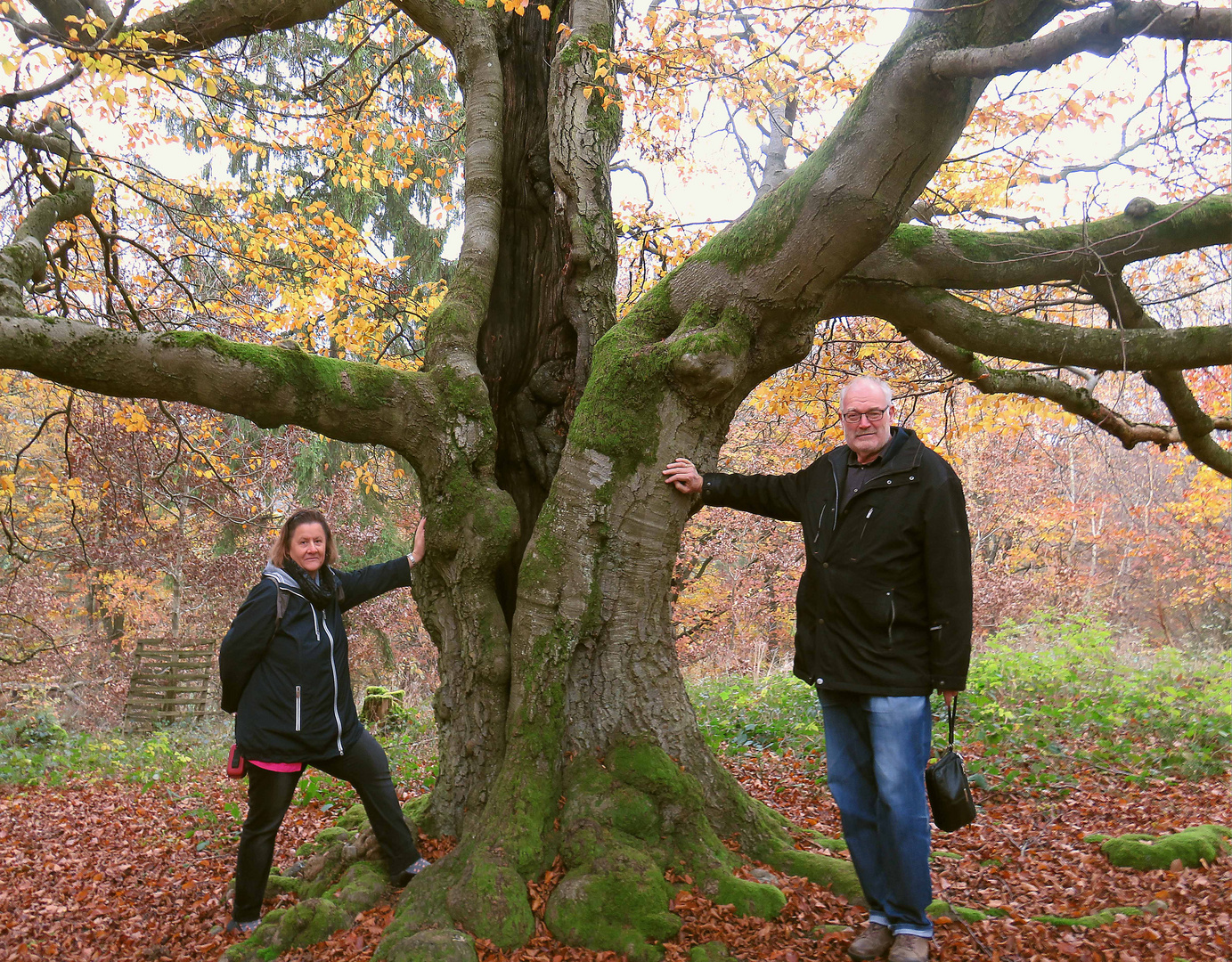 Die Buchen vom Hutewald