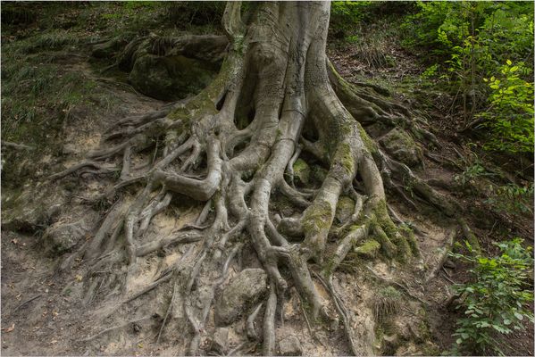 Die Buchenwurzel