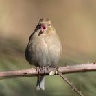 Die Buchfinkdame singt den Frühling herbei