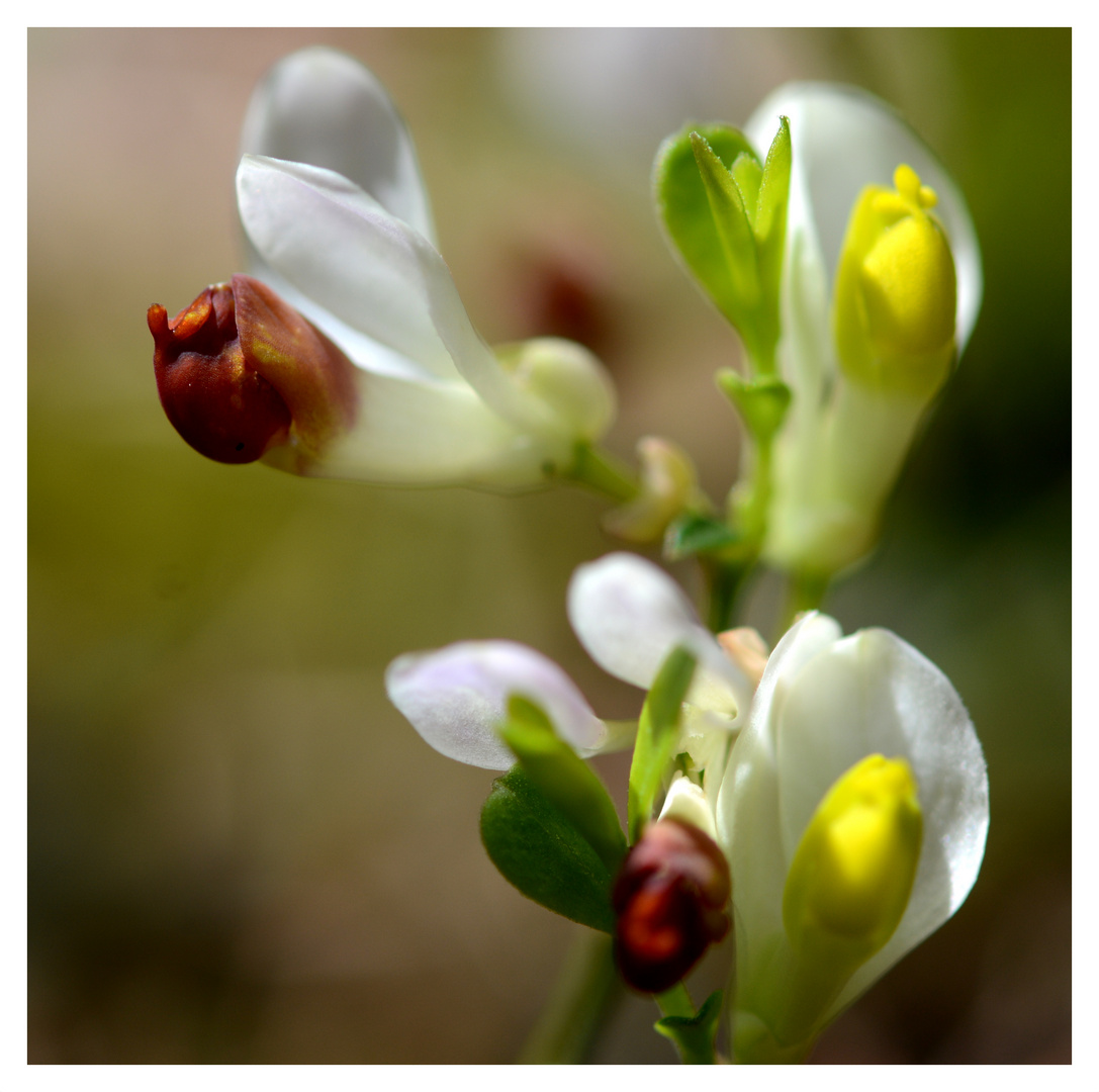 Die Buchs-Kreuzblume .