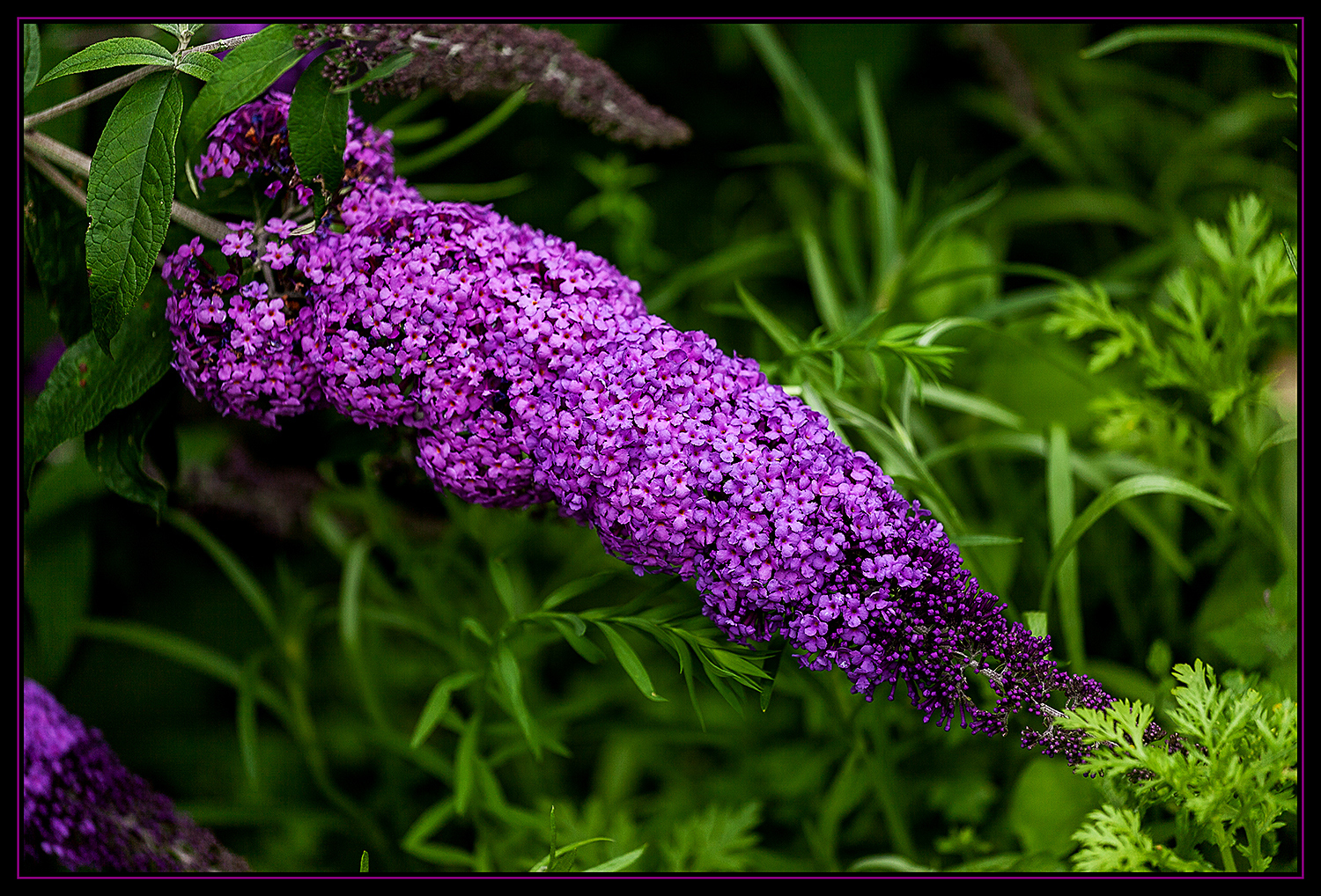 Die Buddleja...