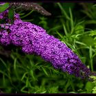 Die Buddleja...