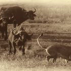 Die Büffel parieren den Angriff#2(Chobe N.P.)