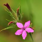 Die Büschel Nelke (Dianthus armeria)