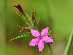 Die Büschel Nelke (Dianthus armeria)