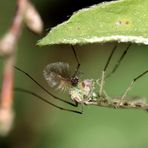 die Büschelmücke (Chaoboridae)...