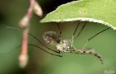 die Büschelmücke (Chaoboridae)...