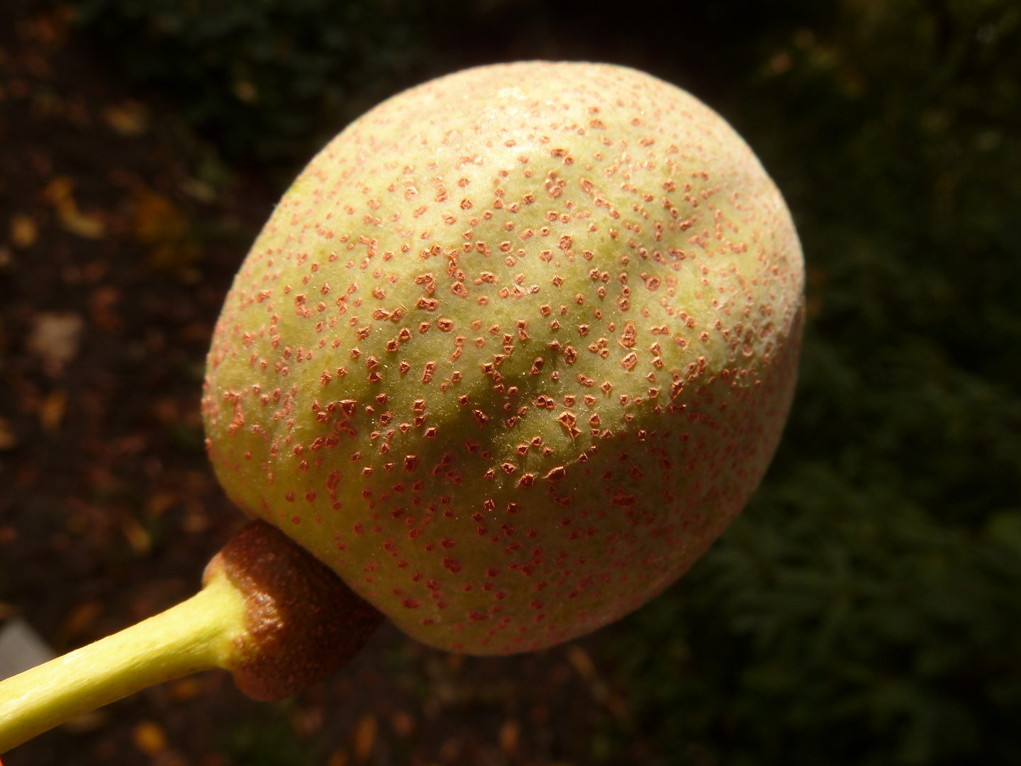 Die Büte des Taschentuchbaumes ist bekannt  , aber die Frucht feiert jetzt  Premiere.