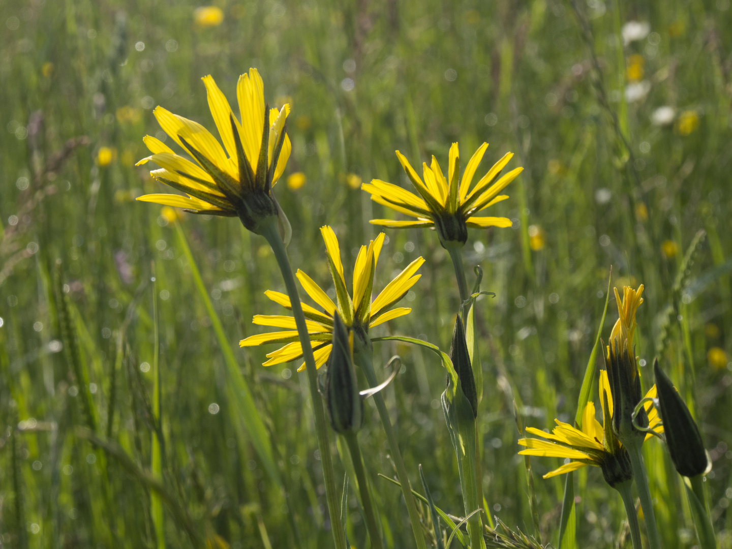 Die Büten des Wiesenbocksbart